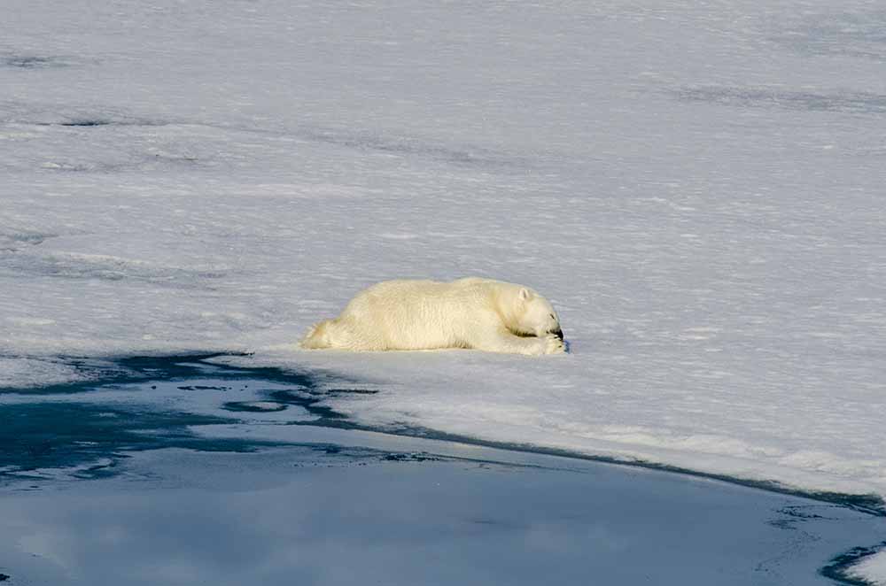 Oso Polar - islas Svalbard - Noruega 47.jpg